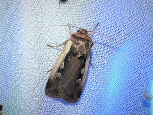 Réf. 308 079 : Ochropleura plecta